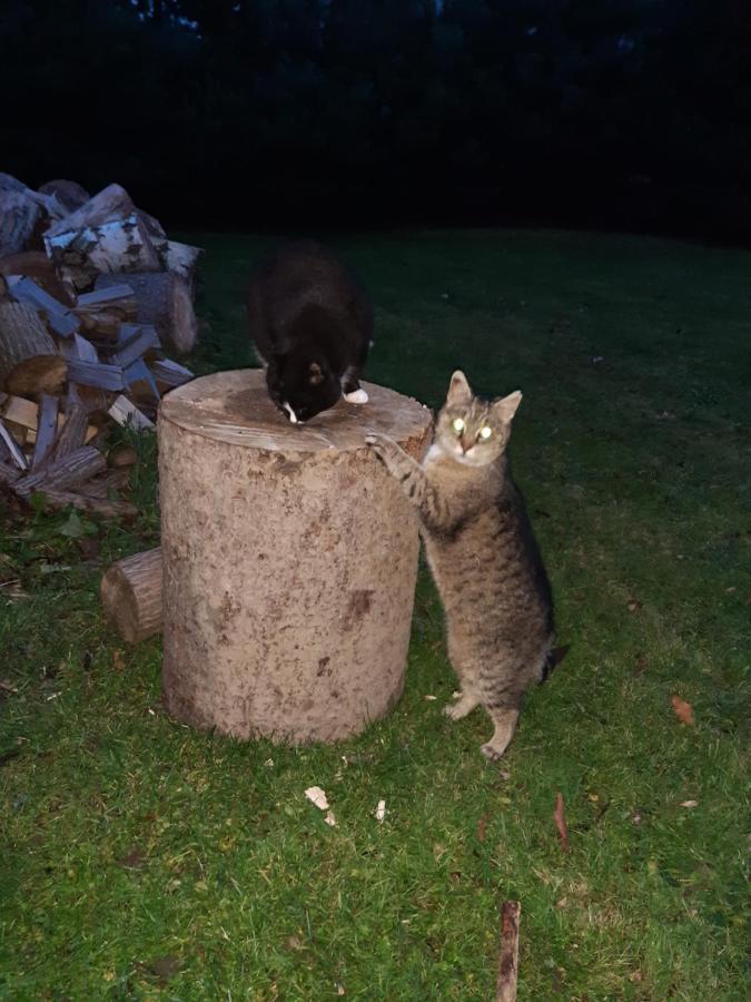 Agroturystyka Tam Gdzie Sosny Scinawka Dolna Bagian luar foto