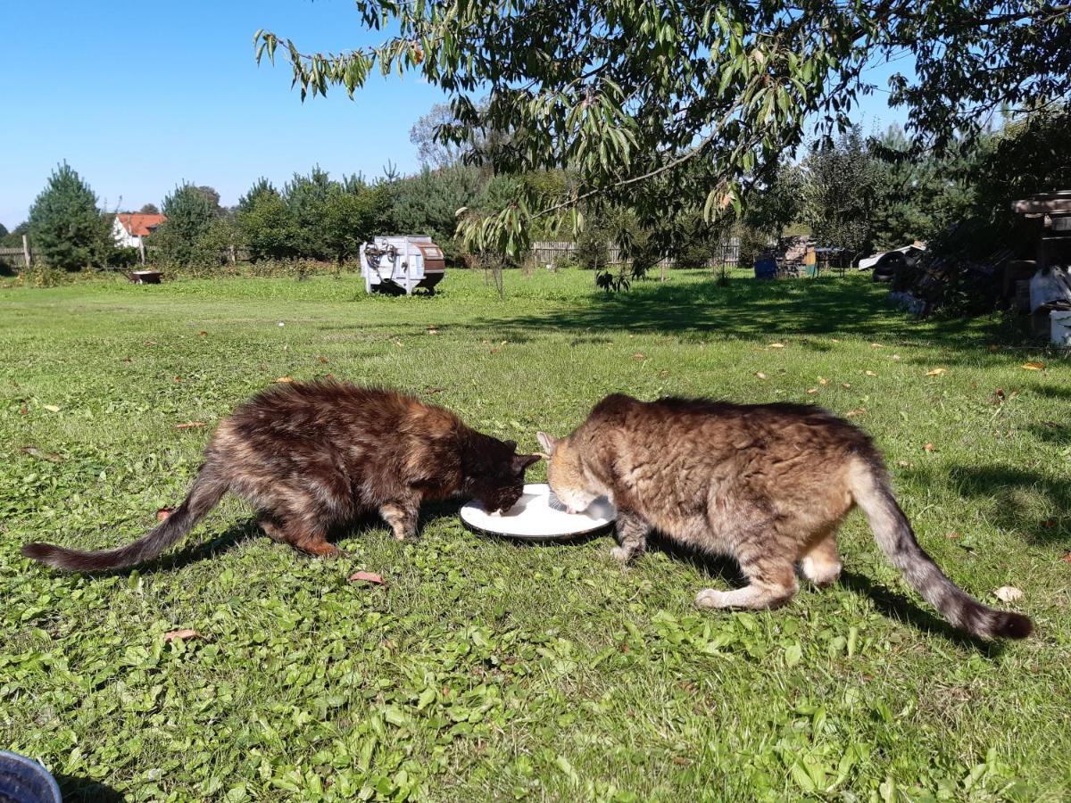 Agroturystyka Tam Gdzie Sosny Scinawka Dolna Bagian luar foto